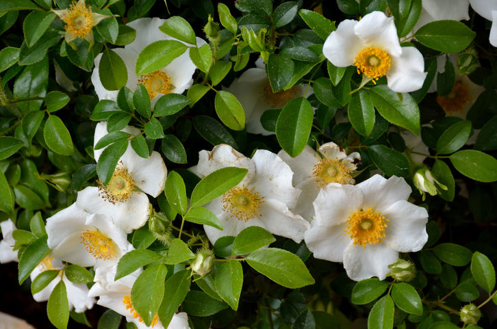 Cherokee Rose